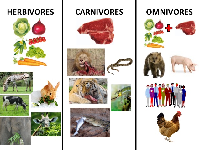 Alimentation, faites le bon choix. régime paléolithique, méditerranéen.