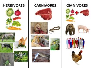 différents régimes alimentaires